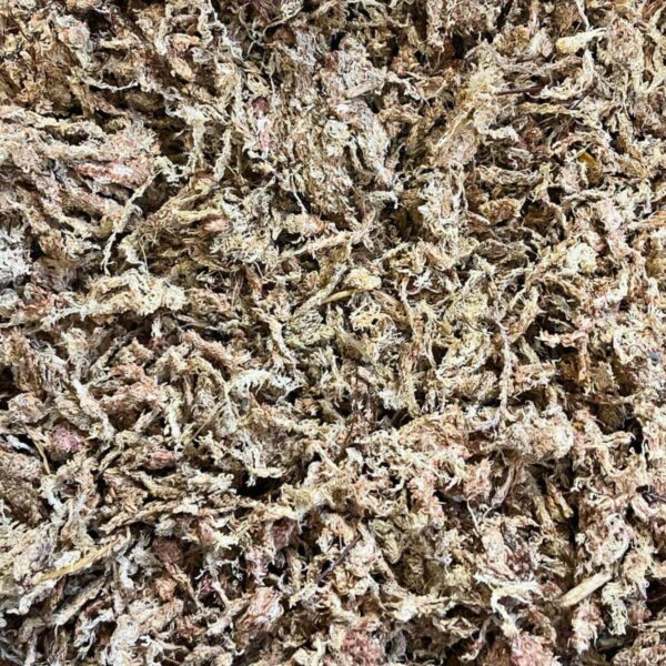 Veenmos (Sphagnum mos)