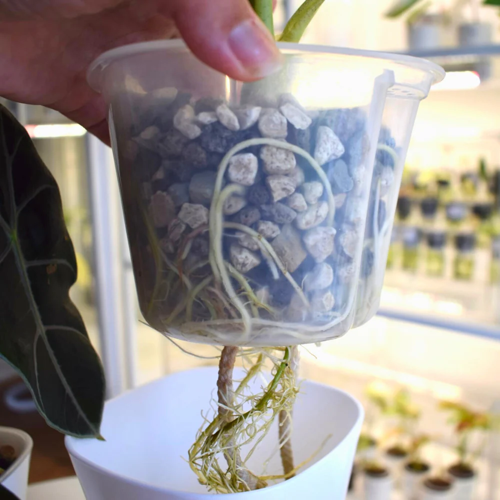 Zelfbewaterende bloempotten met transparante binnenpotten - Afbeelding 8