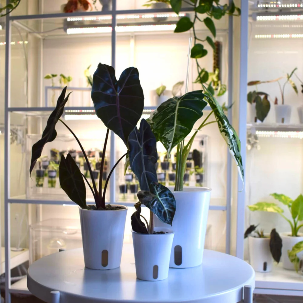 Zelfbewaterende bloempotten met transparante binnenpotten - Afbeelding 10