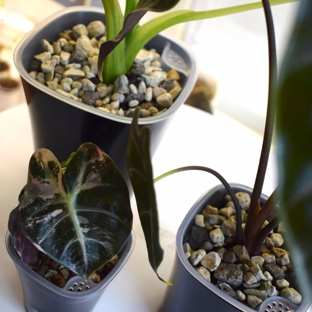 Zelfbewaterende bloempotten met transparante binnenpotten - Afbeelding 11