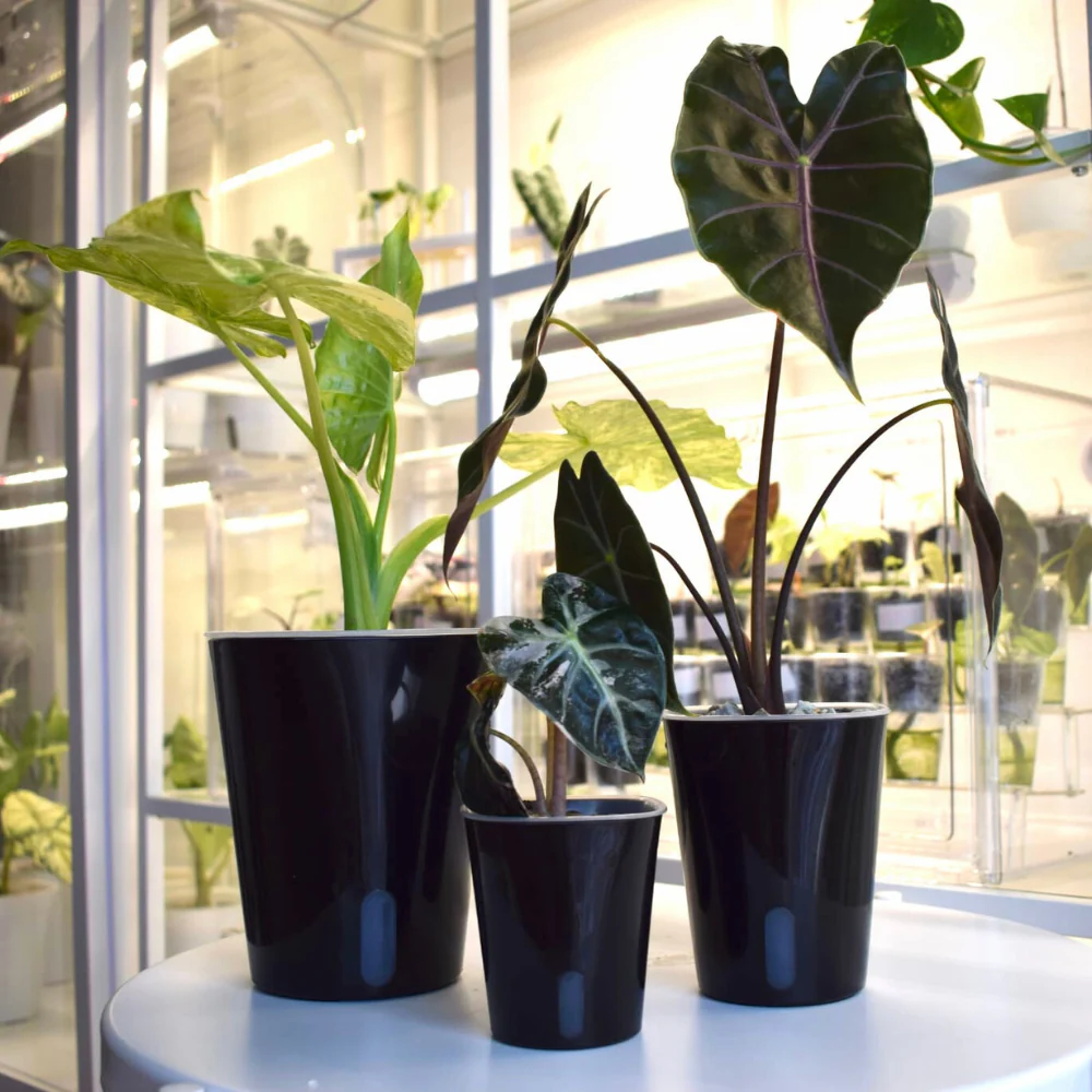 Zelfbewaterende bloempotten met transparante binnenpotten - Afbeelding 12