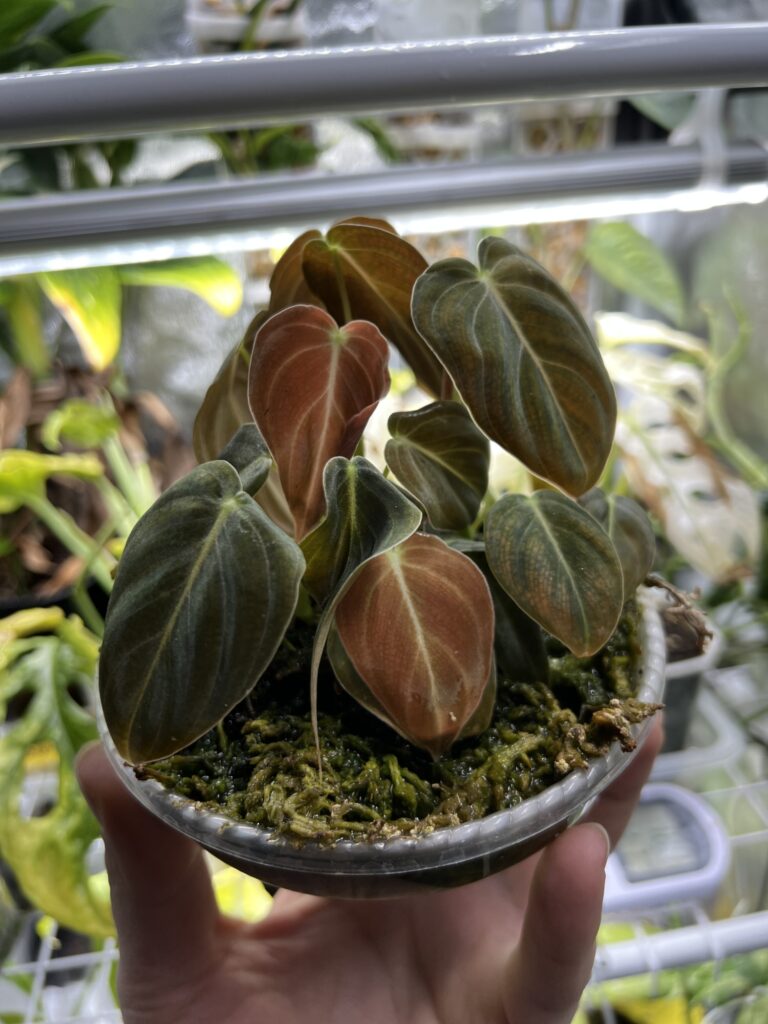 philodendrony-v-raseliniku.jpg