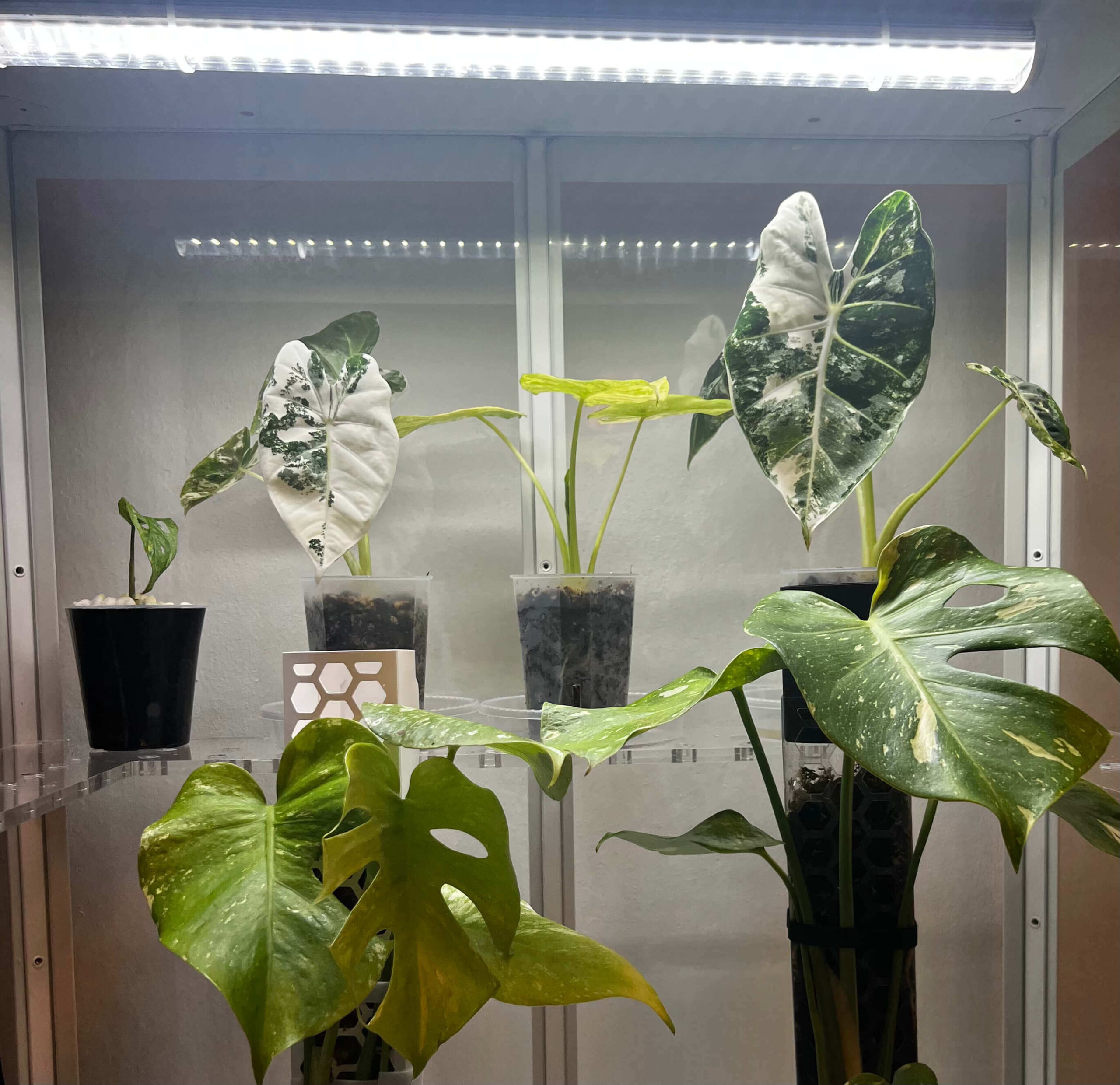 LED-lamp voor het kweken van planten - Afbeelding 3